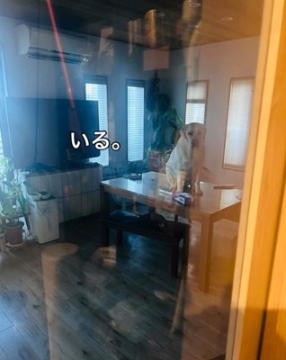 まさかの場所にいるレトちゃん3