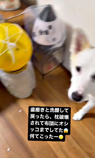 カメラ目線で見切れる犬