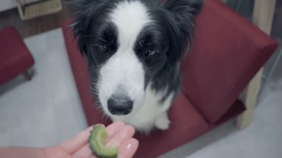 ゴーヤを持つ手と犬