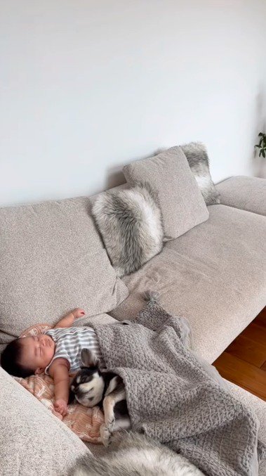 ソファでくっついて横になっている犬と赤ちゃん