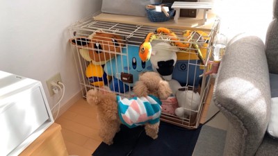 いちごちゃんのケージにぬいぐるみを入れたら4