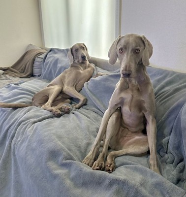 犬なのに…立て膝!