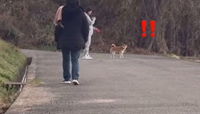 こちらを見つめる柴犬
