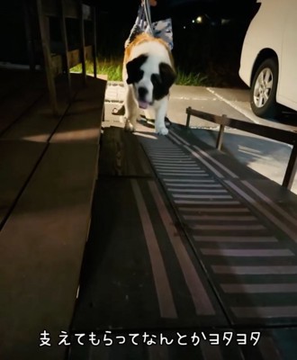 後脚を支えられながら歩く超大型犬