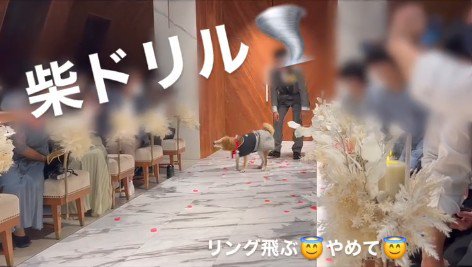 リングドッグに挑戦する大吉くん7