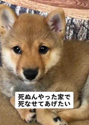 『家で死なせてあげたい』