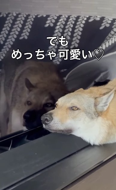 テレビの液晶に頬をくっつけているチェコスロバキアンウルフドッグ