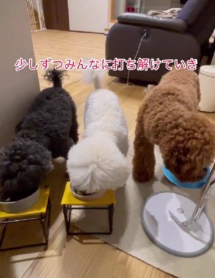 群れの一員として認められた！