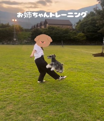 ジャンプする犬1