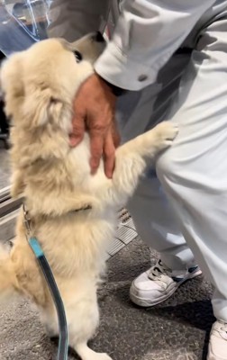 エリーちゃんを受け止めるおじさん