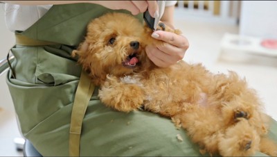 スタッフに爪切りされる犬