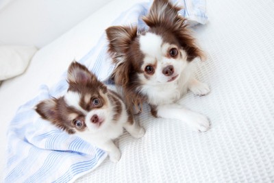 チワワの成犬と子犬