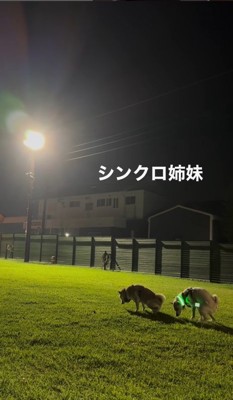 同居犬のすずちゃんと…