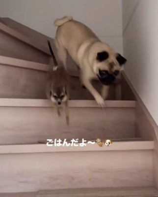 階段を駆け下りていく犬とミーアキャット