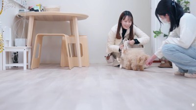 マルプーのはちまるちゃん