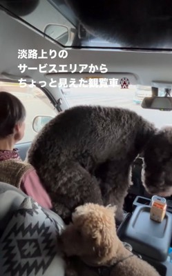 おばあちゃんの上に座る犬