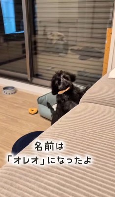 幸せを掴んだオレオくん4