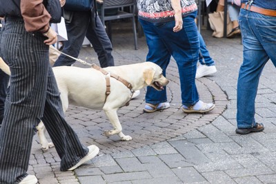 人ごみを歩く犬