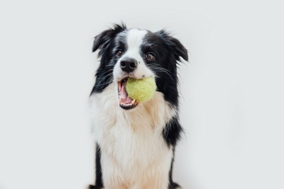 テニスボールをくわえる犬