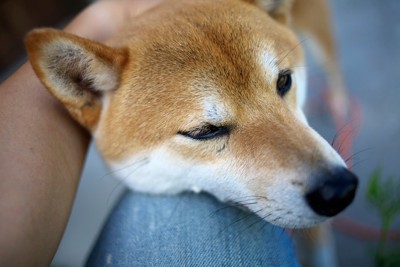 膝にあご乗せする寂しそうな柴犬