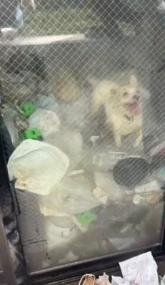 ゴミに埋もれた部屋の中に立つ犬