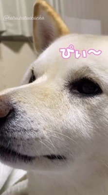 甘えた声を出す犬