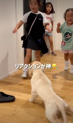 犬と対面