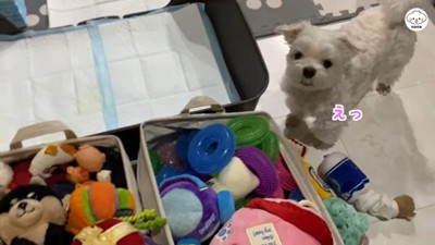 おもちゃを探すナナくん7