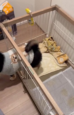 ケージから出るさくらちゃん