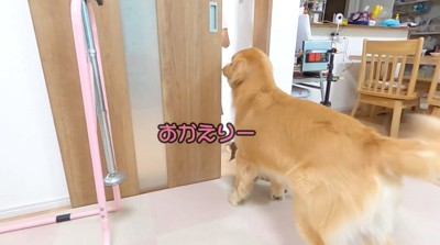 帰ってきた家族をドアの前で出迎える大型犬