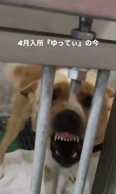 ゆってぃ君の変化3