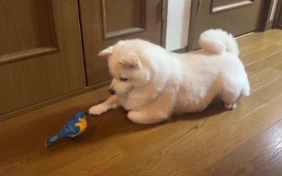 ベラちゃんも小鳥に夢中♡