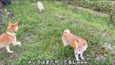 白い犬を追いかける茶色い犬