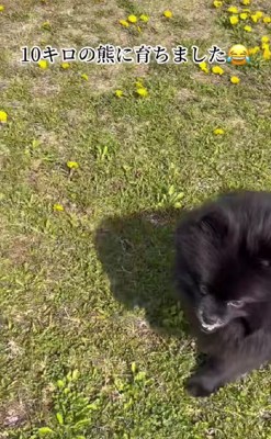10kgのデカワンコに成長