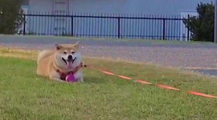 ニコニコ満足そう