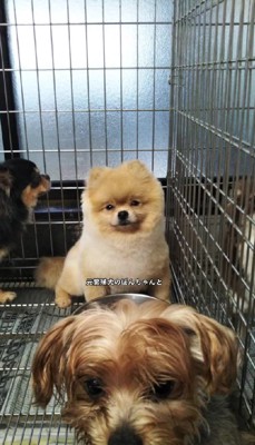 元繫殖犬のぽんちゃん