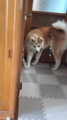 ドアの前で体の向きを変える犬