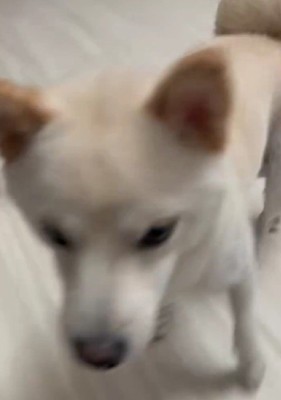 エルちゃんのお出迎え
