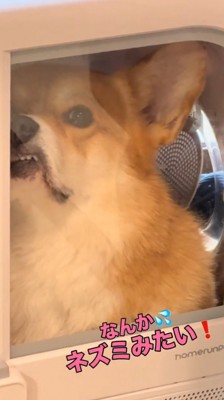 ドライヤーハウスに顔を押しつけて歯が見えてきた犬