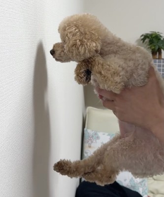 まだ手が出ない…