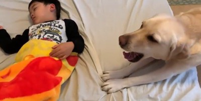 男の子を起こすバウくん3