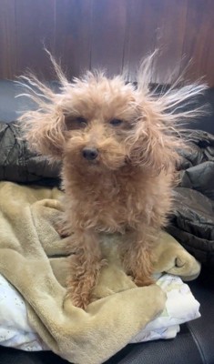 カメラを見て目を細める犬