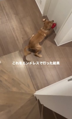 おもちゃで遊ぶ犬