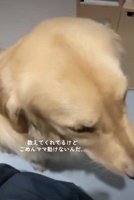 目を伏せる犬1