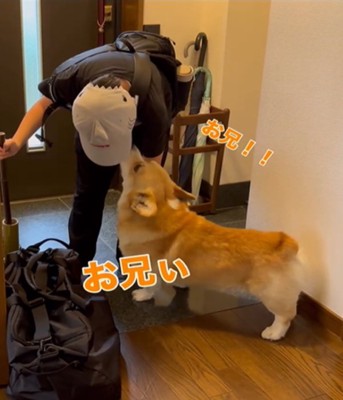 玄関で迎える犬3
