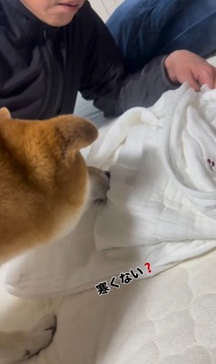 こてつ君と赤ちゃんの初対面8