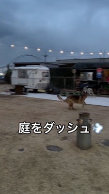 庭を走り回る2頭の犬