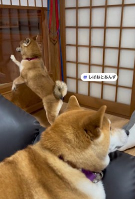 温度差のある2匹（笑）