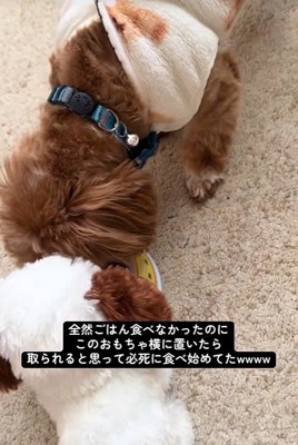 こあ君のご飯の横におもちゃを置いたら3