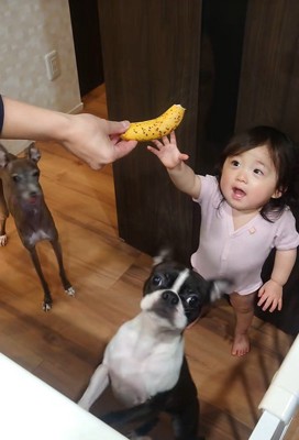 バナナを欲しがる赤ちゃんとワンコたち2